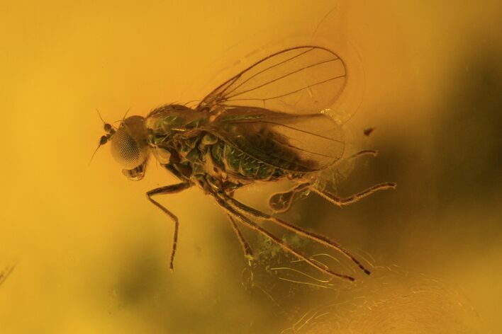 Fossil Fly (Diptera) In Baltic Amber #72182